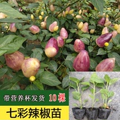 广西七彩椒苗五彩椒辣椒苗泡椒苗阳台盆栽苗带土四季 种植灯笼椒苗