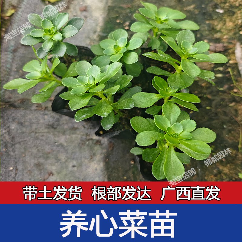 养心菜根苗高产高钙救心菜景天三七菜苗秧四季蔬菜苗盆栽阳台种植