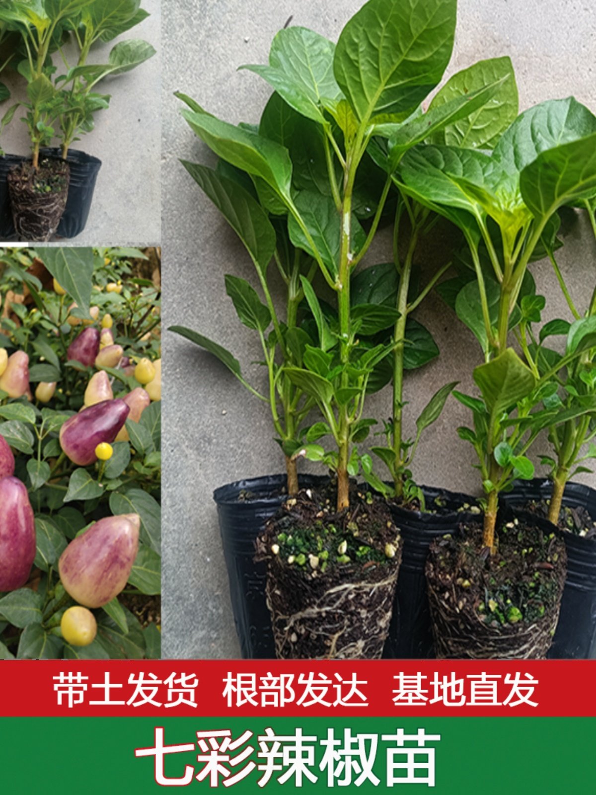广西七彩椒苗泡椒苗阳台盆栽苗带土五彩椒辣椒苗四季种植灯笼椒苗