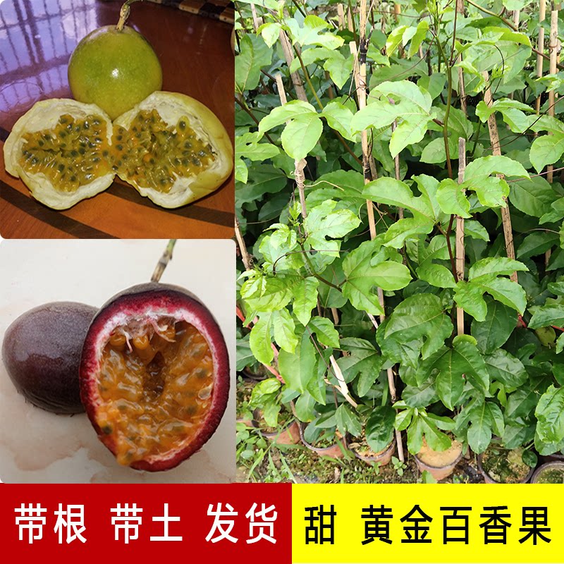 纯甜黄金百香果苗大苗台农紫香树苗四季结果爬藤南方当年结果批发图片