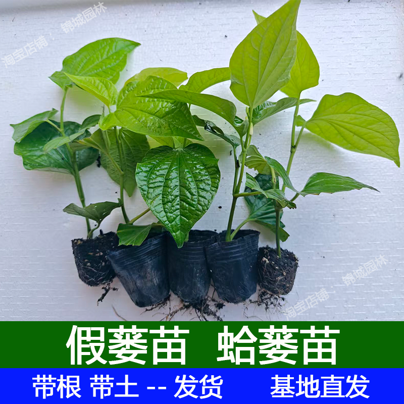 假蒌苗假蒌叶苗假娄叶苗蛤蒌苗哈喽苗蛤蝼苗篓叶苗捞叶苗蛤篓叶苗