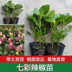 广西七彩椒苗泡椒苗阳台盆栽苗带土五彩椒辣椒苗四季种植灯笼椒苗