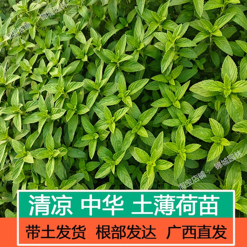 正宗药用清凉土薄荷苗盆栽口感清凉可食用驱蚊效果好非留兰香广西