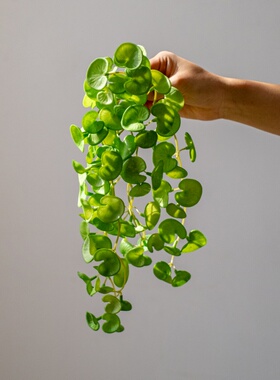 铜钱草仿真绿植造景装饰垂吊植物