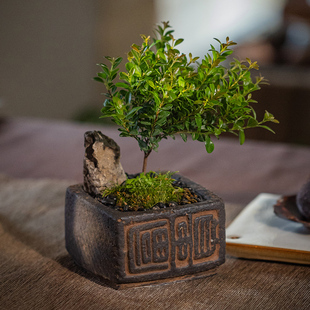 桌面小花盆复古禅意中式茶室装饰盆栽花器茶桌茶台绿植小盆景摆件