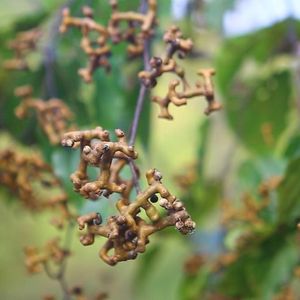 【鸡爪果图片】鸡爪果