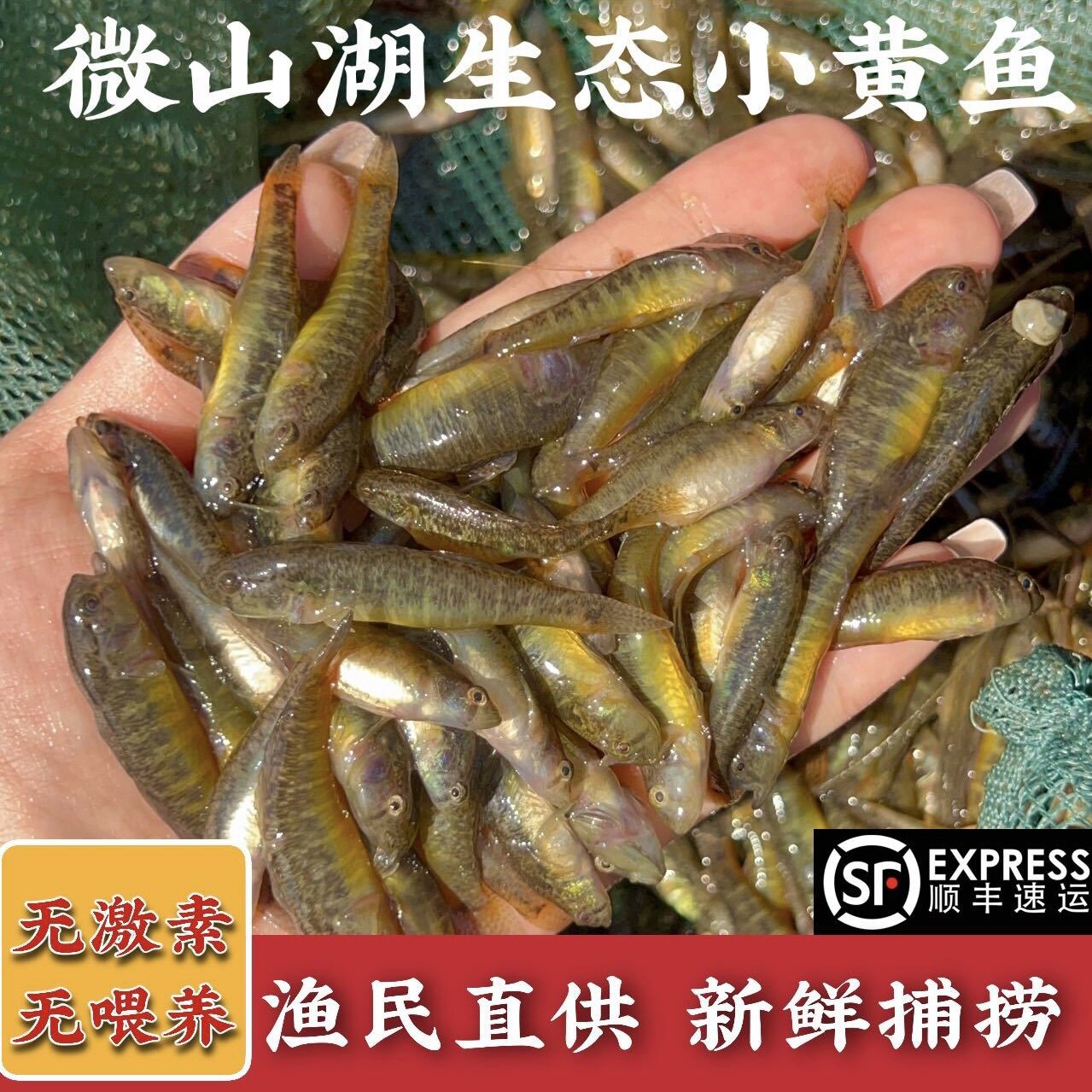 野生山根鱼新鲜小黄鱼山坑鱼鲜活冷冻笋壳鱼袋装500g小鱼油炸