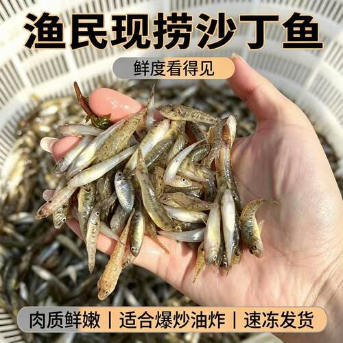 微山湖野养小沙丁鱼小石鱼山根鱼