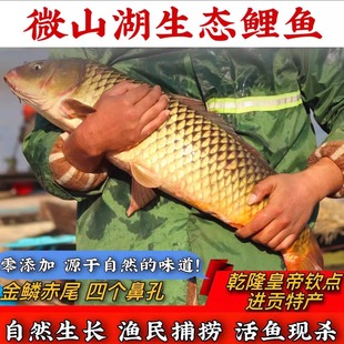 鲤鱼冷链直达微山湖鱼大鱼四鼻原生态淡水有机鱼现捕鲜活现杀