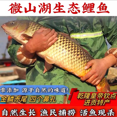鲤鱼顺丰直达微山湖鲜活