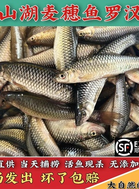 【现捕现发】微山湖土生麦穗鱼新鲜小河鱼罗汉鱼小杂鱼淡水柳条鱼