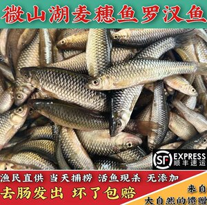【现捕现发】微山湖土生麦穗鱼新鲜小河鱼罗汉鱼小杂鱼淡水柳条鱼