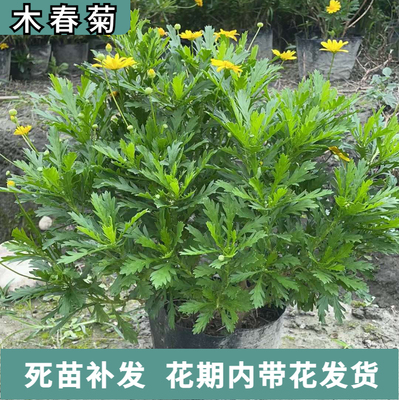 木春菊菊花庭院四季栽培盆栽