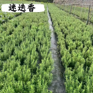 薄荷迷迭香薄荷植物盆栽室内懒人办公室桌面香薰装饰绿植
