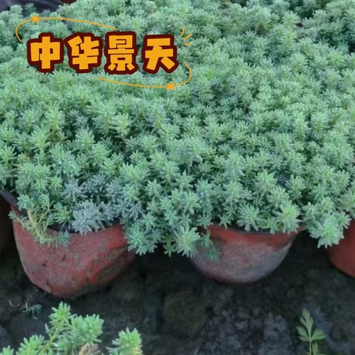 中华景天草花园地被植物