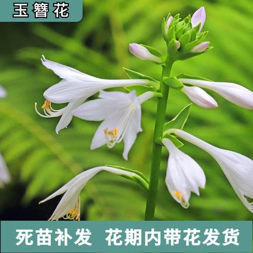玉簪花宿根耐寒耐热植物