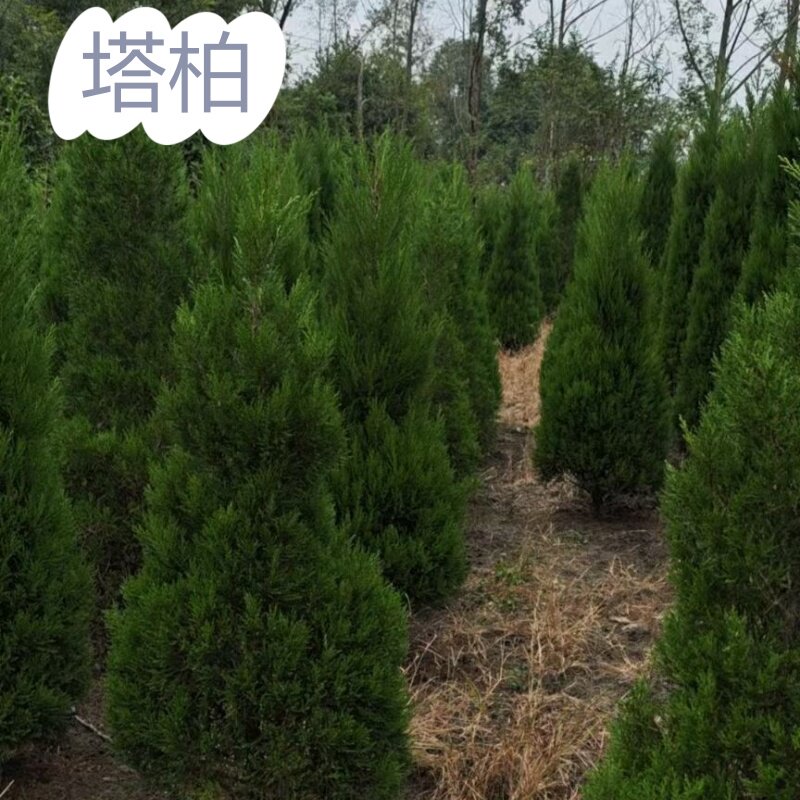 塔柏树苗带土球蜀桧清明松柏树苗桧柏松柏树大树龙柏松树苗四季青