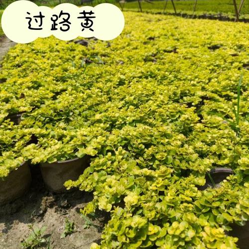 金叶过路黄别墅庭院花镜搭配地被