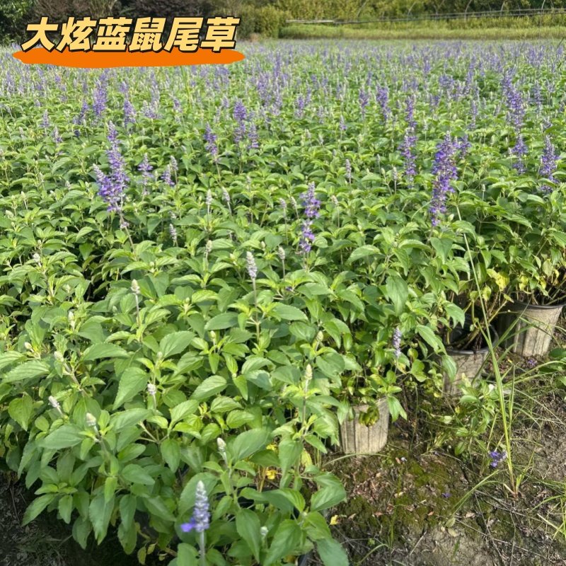 大炫蓝鼠尾草工程苗成都基地庭院别墅绿化花镜花坛花海盆栽苗