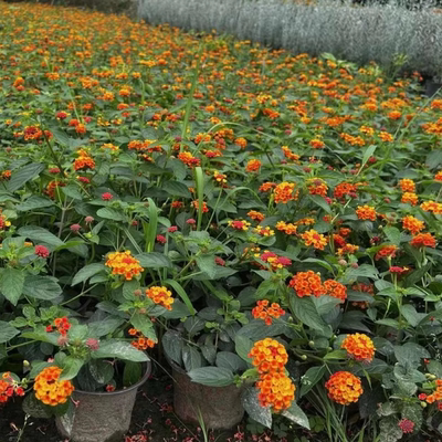 花卉盆栽庭院阳台公园五色梅造景