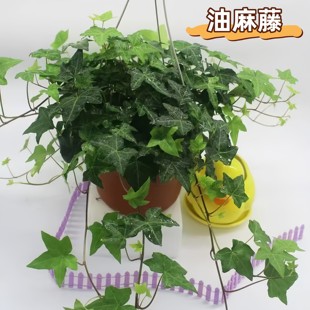 爬山虎油麻藤爬藤植物爬山虎盆栽户外绿化爬墙虎苗攀援植物易成活