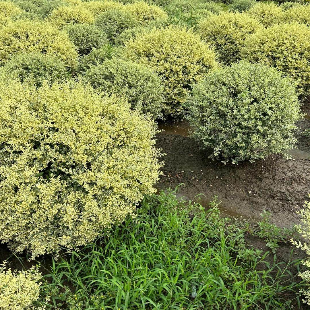 金姬银姬小蜡球形棒棒糖型本地绿化植物庭院种植四季常青美观绿植