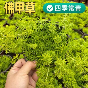 佛甲草草皮黄金万年草苗地被植物室内外庭院盆栽四季常青绿植好养