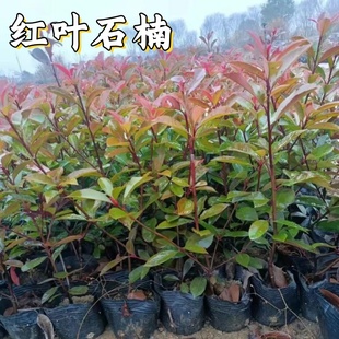 红叶石楠绿化苗 四季常青庭院绿化苗木 树苗红罗宾红叶石楠篱笆苗