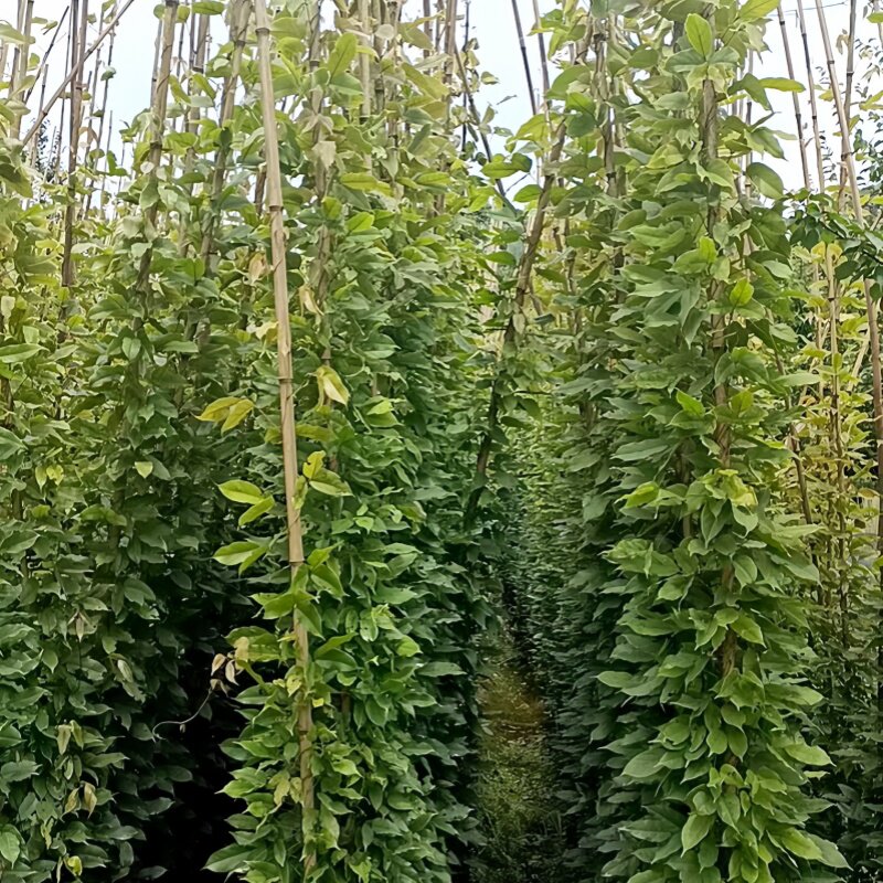 爬山虎油麻藤爬藤植物户外绿化