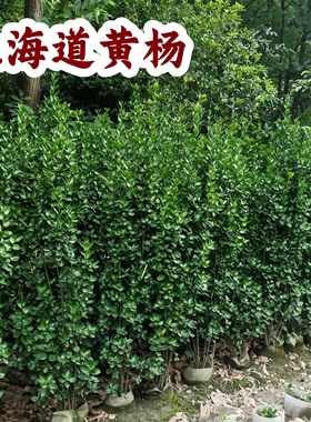 北海道黄杨丛生绿篱苗四季常青工程庭院篱笆专用好养易活绿化树苗