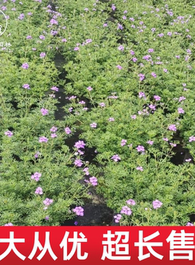 成都白色美女樱盆栽阳台庭院花卉绿植窗台多年生植物好养易活小苗