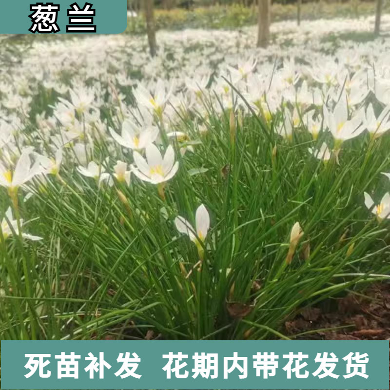 葱兰地苗地栽花苗多年生常绿草本植物红花白花绿化四季好养耐晒