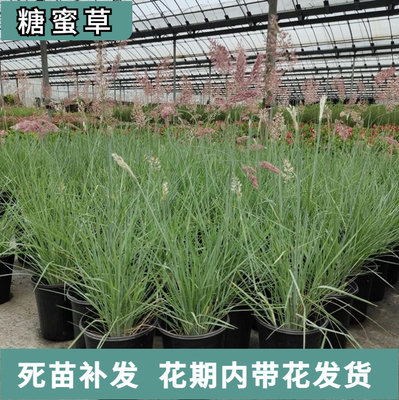 糖蜜草多年生针茅草耐寒热造景