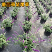 墨西哥蓝鸟蓝霸天蓝樱桃鼠尾草耐旱耐热花坛庭院花境植物盆栽工程