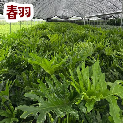 春羽盆栽净化空气观叶水培绿植