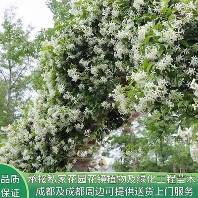 花镜植物黄花风车茉莉爬藤白花浓香花卉长藤四季常青粉花风车茉莉