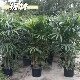 棕竹盆栽室内植大型绿植花卉盆栽观叶植物四季 常青净化空气好养护