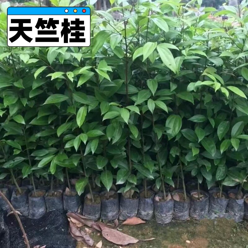 庭院别墅天竺桂树苗四季常青绿化乔木植物成都带土发货四季常青