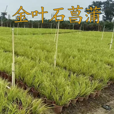 金丝苔草金叶石菖蒲庭院花境植物