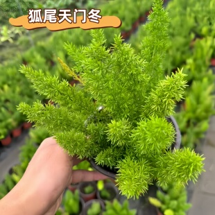 狐尾天门冬盆栽室外好养四季常绿耐热多年生庭院花镜耐寒观叶花卉
