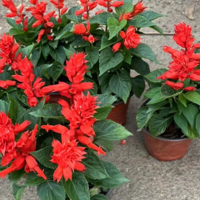 庭院花卉绿植好养易活一串红盆栽