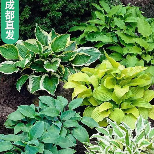 玉簪花草本植物净化空气耐热耐寒