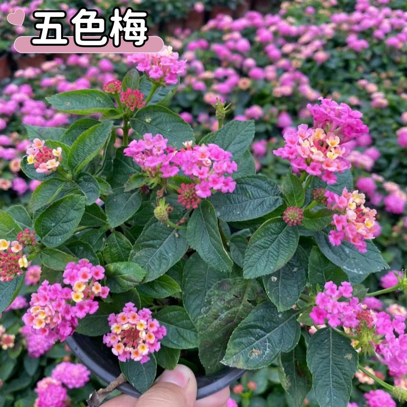 五色梅盆栽 马缨丹 耐热耐晒花期长多年生木本阳台庭院花卉易成活,鲜花速递/花卉仿真/绿植园艺,时令草本花卉,淘宝优惠券,粉丝福利购,淘宝优惠卷