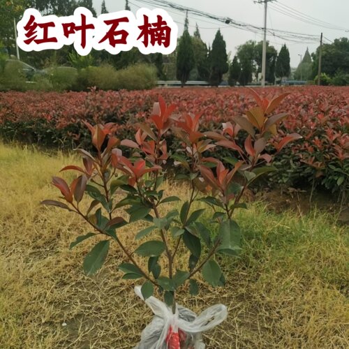 红叶石楠庭院种植耐寒耐阴