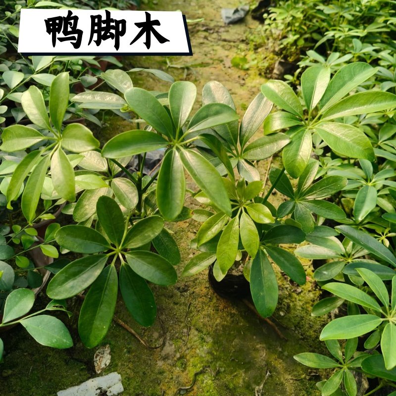 造型鸭脚木客厅大盆栽客厅绿植高级感大型植物轻奢旺宅树四季好养,鲜花速递/花卉仿真/绿植园艺,绿植,淘宝优惠券,粉丝福利购,淘宝优惠卷