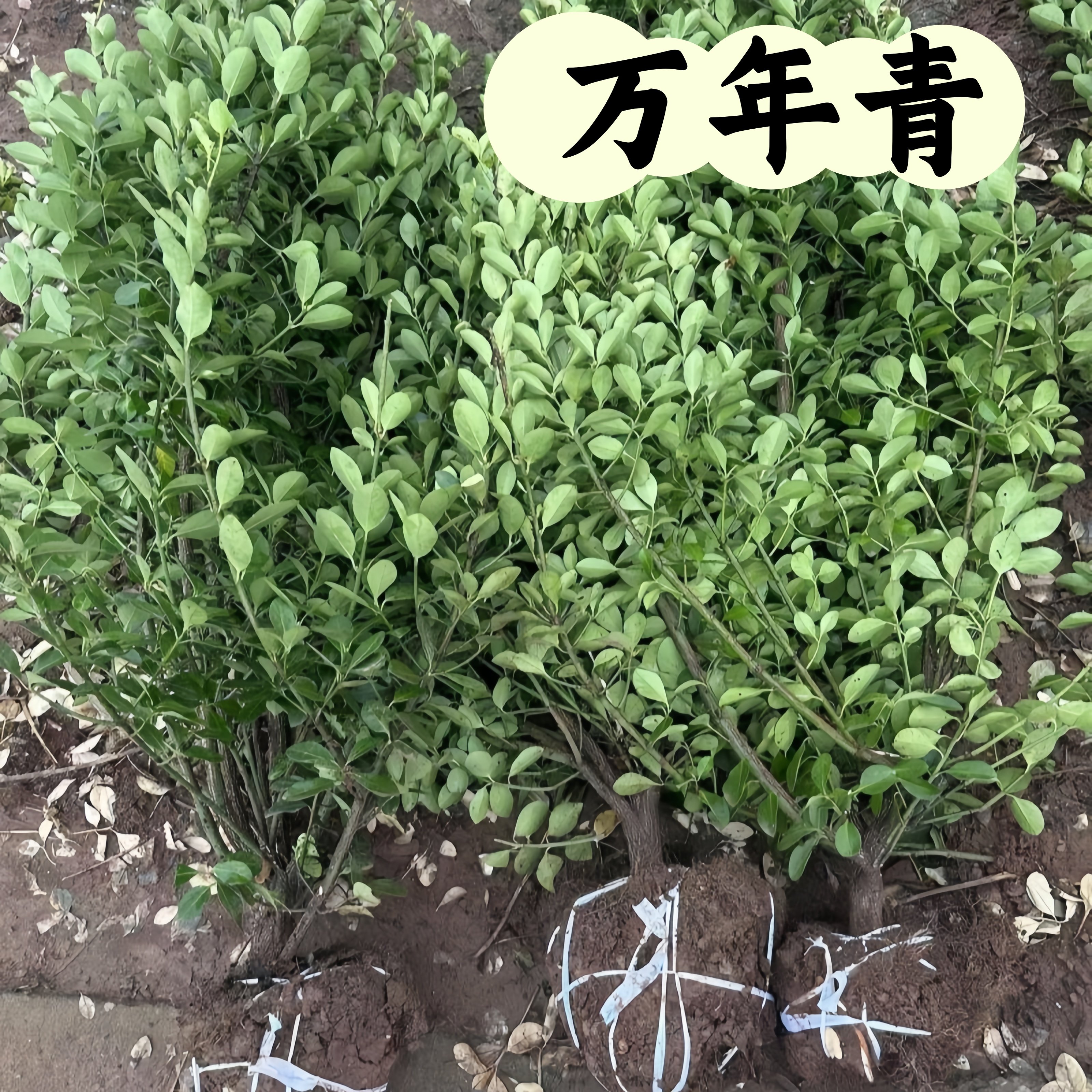 四季常青耐寒万年青篱笆围墙植物