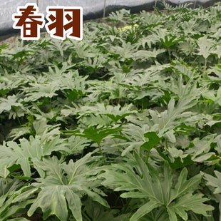 春羽盆栽龙鳞春雨老桩水培蔓绿绒植物室内外四季常绿观叶大绿植