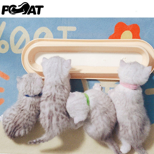 多只幼猫奶猫共食多猫食盆猫