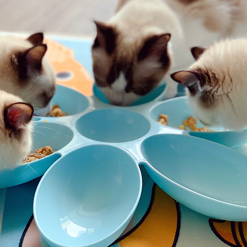 多猫食盆猫碗多只小猫咪猫碗猫粮碗幼猫小狗猫盆奶猫喝水碗零食碗