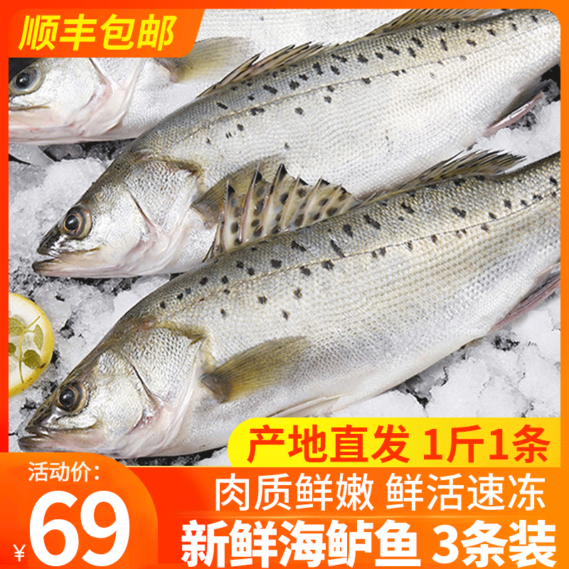 青岛海鲈鱼新鲜七星海捕鲈鱼冷冻鲜活海鲜水产生鲜冰鲜深海鱼包邮